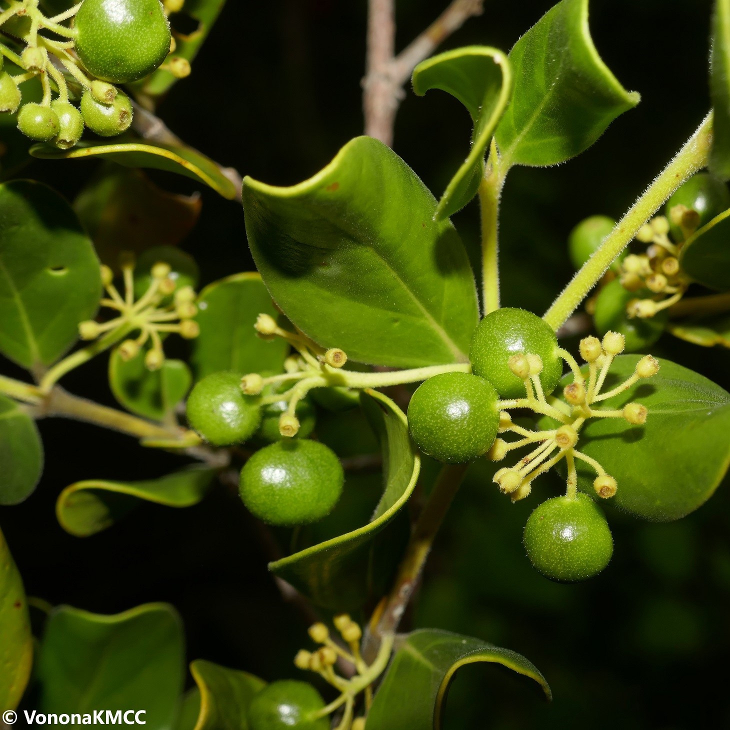 Leaves and small round green fruits Psydrax sambiranesis